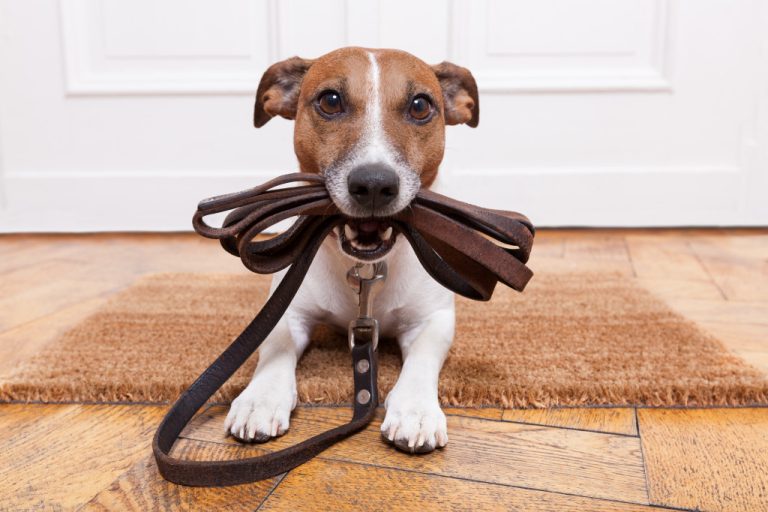 a dog with leash